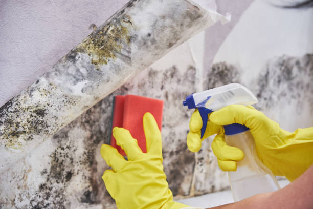 Best Basement Mold Removal  in Harker Heights, TX